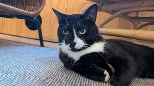  at O Porto dos Gatos in Porto