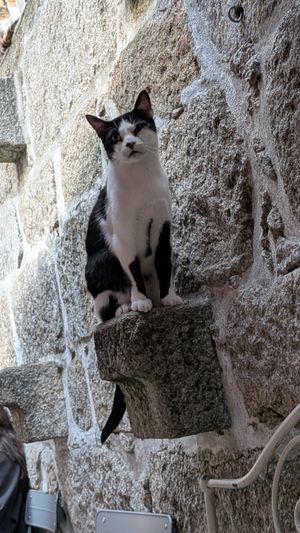  at O Porto dos Gatos in Porto