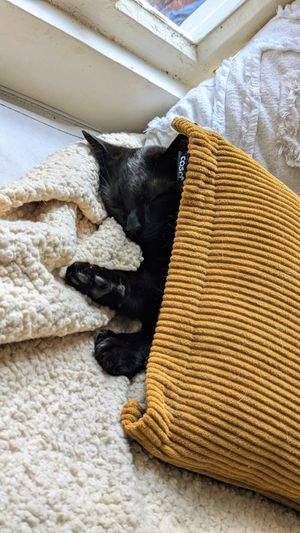  at O Porto dos Gatos in Porto