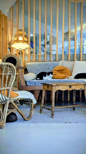  at O Porto dos Gatos in Porto