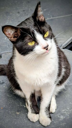  at O Porto dos Gatos in Porto