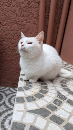  at O Porto dos Gatos in Porto