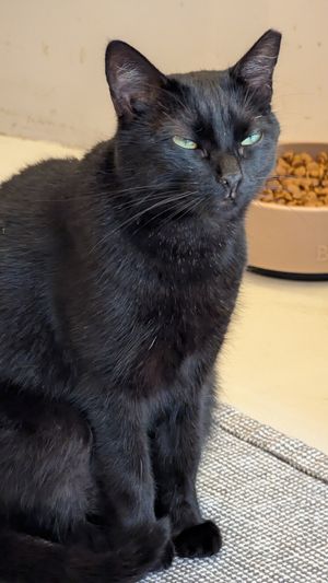  at O Porto dos Gatos in Porto