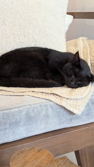  at O Porto dos Gatos in Porto