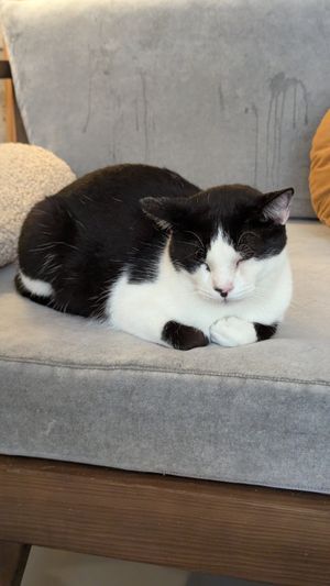  at O Porto dos Gatos in Porto