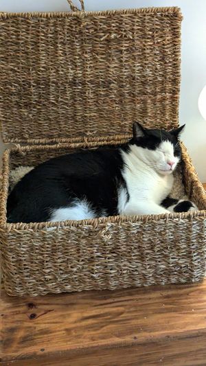  at O Porto dos Gatos in Porto