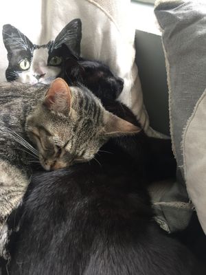  at O Porto dos Gatos in Porto