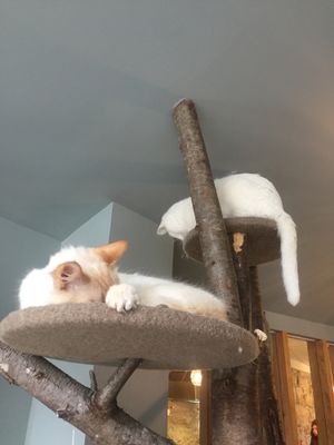 Cats  at O Porto dos Gatos in Porto