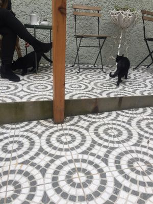 Cats at O Porto dos Gatos in Porto