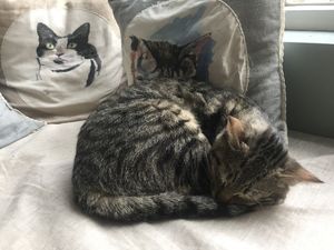 . at O Porto dos Gatos in Porto