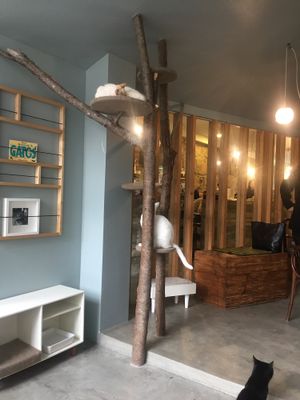 . at O Porto dos Gatos in Porto