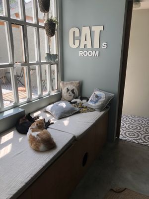 Cat room at O Porto dos Gatos in Porto