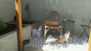 Cats :) at O Porto dos Gatos in Porto