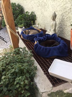 Cats  at O Porto dos Gatos in Porto