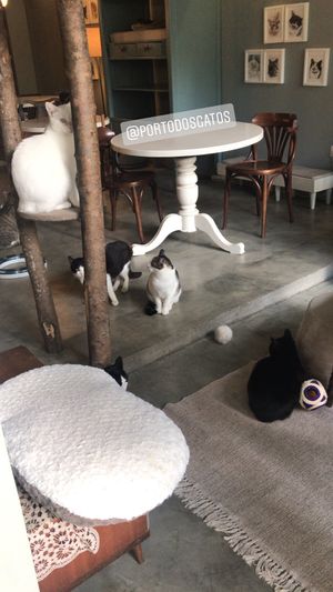 The cats at O Porto dos Gatos in Porto