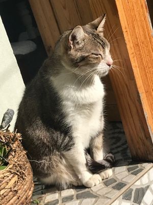 Cat at O Porto dos Gatos in Porto