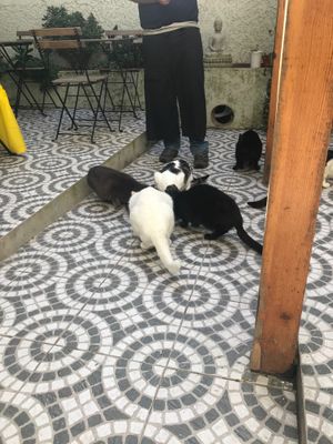 Breakfast time at O Porto dos Gatos in Porto