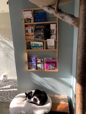 A resting friend and books about cats at O Porto dos Gatos in Porto