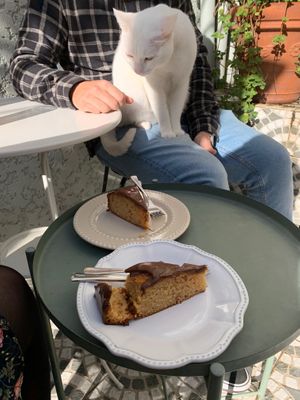 Peanut cake (included in the brunch) at O Porto dos Gatos in Porto