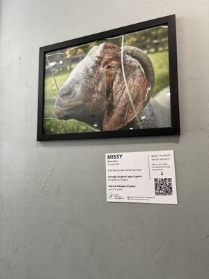 Fundraising for animals  at Shift Eatery in Surry Hills