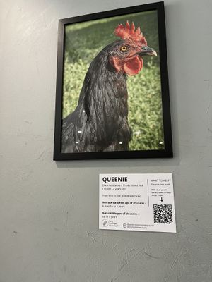 Fundraising for animals 🐓  at Shift Eatery in Surry Hills