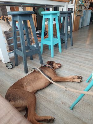Pet friendly at Kuki's in Viella