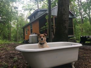 pup in a tub at Vahimsa in Shamokin