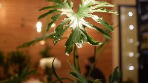 interior is full of plants at Kati Vegan Thai in Seattle