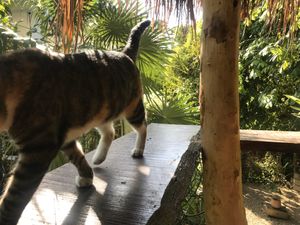 Cat  at Con.Siente de LULU La Bruja in Bacalar