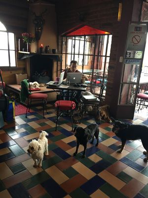 cafe Mosaico is Petfriendly! at Cafe Mosaico in Quito