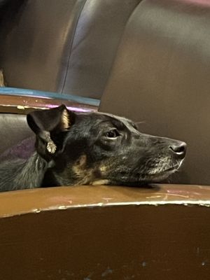 One of the dog patrons  at Cafe Mosaico in Quito