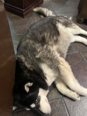 This doggo lay beside me entire night!  at Cafe Mosaico in Quito
