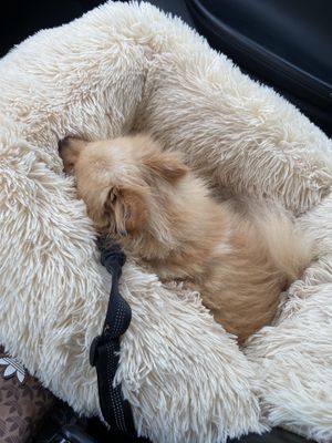   at Deli de Luca in Trondheim