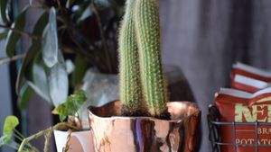 interior at Plum Chopped in Seattle