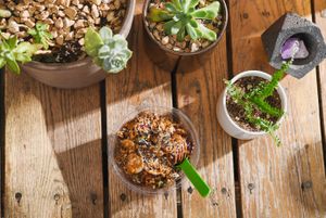 Yummy acai bowls at Revel - Kombucha Bar in Ojai