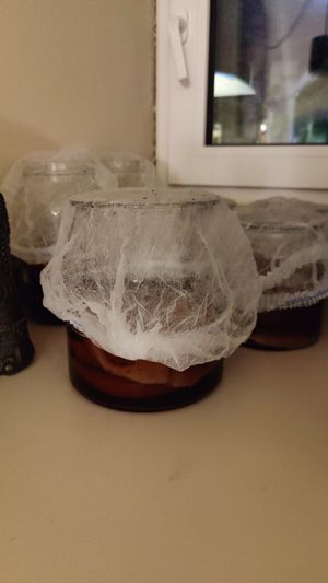 Kombucha brewing with fruitflies around it at Gaudi&Naan in Ljubljana