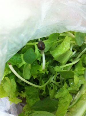 Greens with snail crawling on it :-( at ROM Vegetarian Restaurant in Da Nang