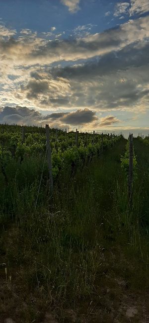 Rundlauf ♡ an den Weinbergen 🍷 at Weingut Trautwein - Restaurant & Hotel in Flonheim