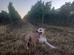  at Weingut Trautwein - Restaurant & Hotel in Flonheim