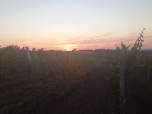  at Weingut Trautwein - Restaurant & Hotel in Flonheim