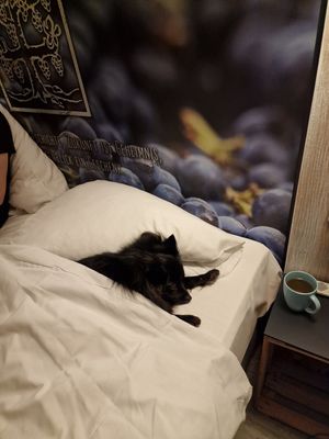 Hundefreundlich at Weingut Trautwein - Restaurant & Hotel in Flonheim