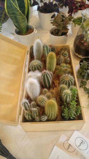 Flora at Veganske hody Slovensko  in Bratislava