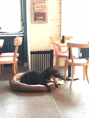 friendly doggo at Mana - Schöneberg in Berlin