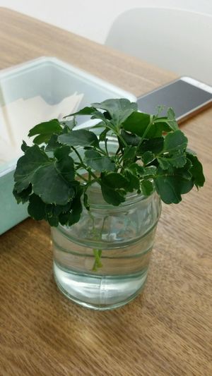 plant at The Leaf - Bayan Baru in Penang