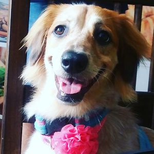 El Amor  por los animales uno de los principios de vida en Natural Gourmet Punto Saludable!!!

Luna nos enseñas cada dia mas el amor por los animales !!! at Natural Gourmet Punto Saludable in Medellin