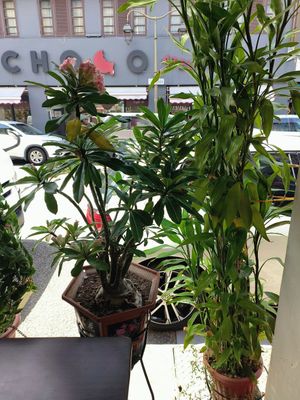  at Yi Xin Vegetarian 一心素食 in Central Singapore