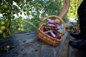 We plant, care for, and harvest our organic vegetables by hand. at Frinklepod Farm Store in Arundel