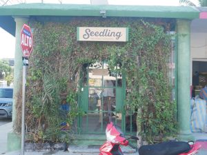  at Seedling in Tulum