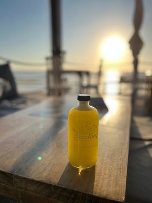  at Seedling in Tulum