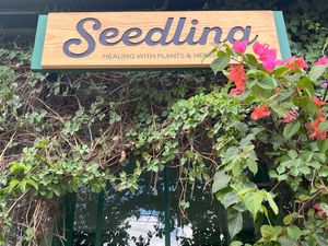  at Seedling in Tulum